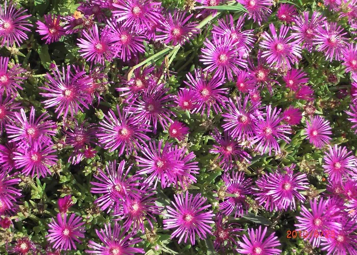 Le Prázdninový dům *