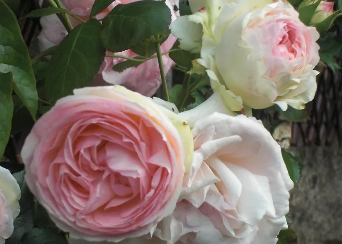 بيت للعطل Le